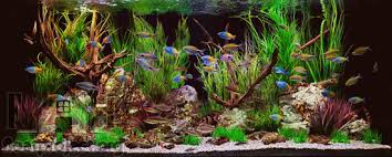 Now that the tank has been fully set up, you must cycle the aquarium in order to make it safe for fish. How To Set Up The Perfect Tropical Fish Tank Home Designs Project