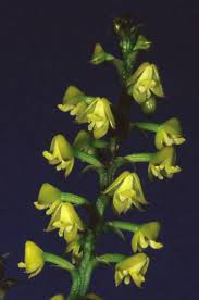 Image result for Polystachya pamelae