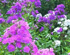 Check spelling or type a new query. Midwest Gardening Best Performing Perennials