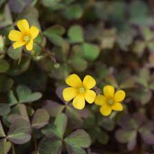 Image result for Oxalis corniculata