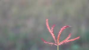 Capriola dactylon (l.) kuntze, cynodon coursii a. Rumput Stock Video Footage 4k And Hd Video Clips Shutterstock