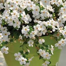 Atlas White Bacopa This Bacopa Has Extra Large Blossoms That Cover The Mound Forming Plant All Season Long Use In Pots Or Flower Seeds Patio Planters Plants