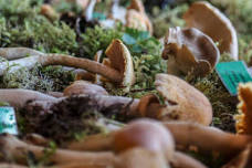 Cordova Fungus Festival