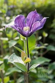 Arabella Clematis Flores