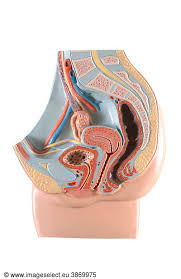 Uterus (with uterine zonal anatomy: Vaginae Un Total De 395 Photos A Imageselect