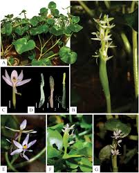 Image result for Heteranthera callifolia