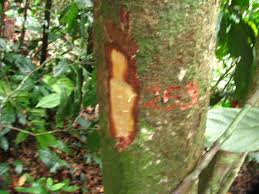 Image result for Dactyladenia