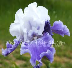Tb Iris Germanica Sierra Grande Schreiner 1992 Iris Flowers Iris Jubilee Gardens