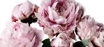 To include and celebrate with our special people overseas. Peony Flower Delivery Luxury Peony Flower Delivery Uk Flowerbx Uk