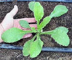 How To Grow Canterbury Bells Flower Farm Seedlings English Cottage Garden