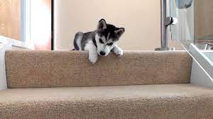 The majority of dogs who are afraid of stairs develop the fear because of a lack of early exposure. Husky Puppy Trying To Walk Down Stairs Youtube