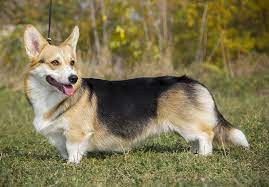 He loves to play games and enjoys traveling with the family. Welsh Corgi Dog Breed Info All About Pembroke And Cardigan The Dogs Journal