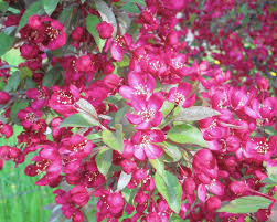 Maybe you would like to learn more about one of these? Crab Apple In Bloom Is Classic Sign Of Spring In Chicago Chicago Tribune