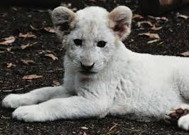 Greatbigcanvas.com has been visited by 100k+ users in the past month White Lions The Dream Made Reality Safari Adventures
