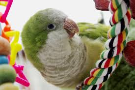 What Makes Quaker Parrots Such Great Pet Birds
