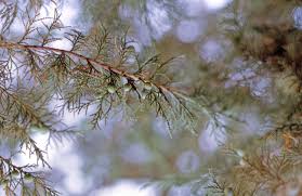 Image result for Juniperus procera