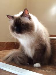 The initial cost of owning a ragdoll starts at the breeder. Ragdoll Club Of The Philippines Home Facebook