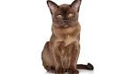 Burmese Kittens for Sale - Adoptapet