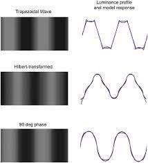Frontiers Mach Bands Explained By Response Normalization Human Neuroscience