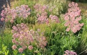 Image result for Pimpinella ledermannii