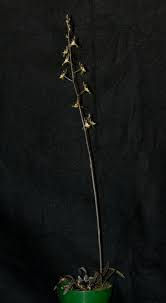 Image result for Oeceoclades saundersiana