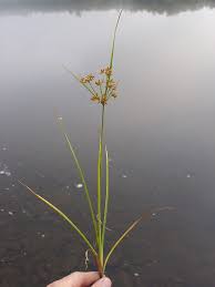 Image result for Cyperus denudatus
