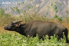 The Tamaraw Is The Largest Mammal Native To The Philippines And Also Has The Distinction Of Being One Of The Rar Rare Animals Wild Animals Photography Animals