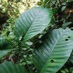 Image result for Tabernaemontana crassa