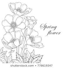 Anemone Clipart Black And White Similar Images Stock Photos Vectors Of Drawing Anemone Flowers Illustration Vector Clipart 619695716 S Flower Drawing Flower Illustration Anemone Flower