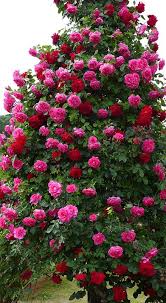 How to create a beautiful rose garden. Rose Exploit ãƒãƒ© ã‚¨ã‚¯ã‚¹ãƒ—ãƒ«ãƒ¯ Rose Urara Climbing ãƒãƒ© ãƒ„ãƒ« ã†ã‚‰ã‚‰ Beautiful Rose Flowers Climbing Flowers Beautiful Roses