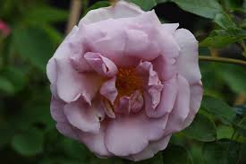 2002 tratto dall' opera popolare ( le petit prince) la rose / adieu musica: La Rose Du Petit Prince Synactif Rose Blau Mauve Ca 150cm Delbard 20 Rosa La Rose Du Petit Prince Synactif Online Bestellen