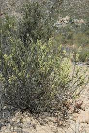 Image result for Struthiola