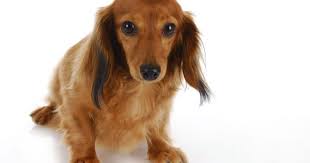 — son grand frère et lui, ils passent beaucoup de temps ensemble? Mon Chien A Mal Au Ventre Mon Chien A Des Gaz Doctissimo