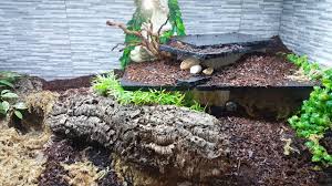 Day 1 Custom Built Argentine Black And White Tegu Bioactive Set Up Youtube At night the temperature should be.