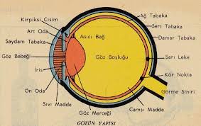 Goze Rengini Veren Kisim Hangisidir D Eodev Com