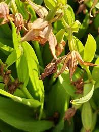 Image result for Epipactis