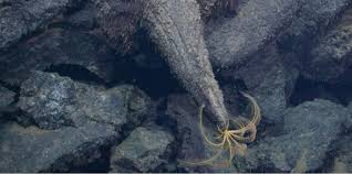 Científicos encuentran campos de lava gigantescos en un volcán submarino activo y el descubrimiento llama la atención por lo que está sucediendo en el fondo del mar.