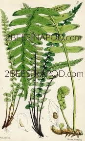 Vintage Fern Botanical Art Printable 2 Bees In A Pod Botanical Drawings Botanical Painting Vintage Botanical Prints