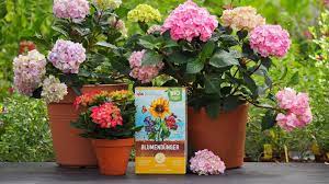 Um dem fleischigen herzwurzelsystem ausreichend platz für ein vitales wachstum zu bieten, heben sie bitte eine geräumige pflanzgrube aus mit dem doppelten volumen des wurzelballens. Hibiskus Im Topf Tipps Zum Pflegen Umtopfen Plantura