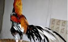 Kaki ayam bangkok kuat dan kokoh dalam pertarungan ayam diandalkan. Ayam Bangkok Pukul Ko Berikut Ciri Cirinya Lentera Inspiratif