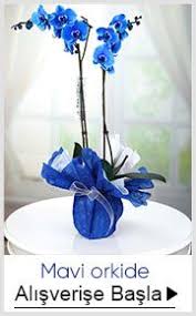 Mavi Orkide Mavi Orkide Orkideler Cicekciler
