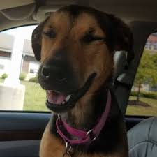 This designer dog is a breed that is both exceptionally strong and smart. German Shepherd Rottweiler Cross Home Facebook