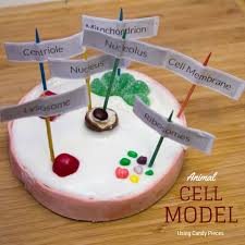 The animal cell is distinct from other eukaryotes, most 14. How To Make An Animal Cell Model Using Candy My Little Me Best Baby Gear Reviews And Parent Survival Guide