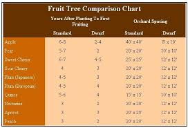 Using Dwarf Fruit Trees In Your Home Orchard Dwarf Fruit