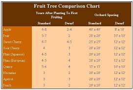 using dwarf fruit trees in your home orchard dwarf fruit