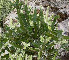 Image result for Euphorbia dawei