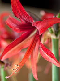 Check spelling or type a new query. Most Exotic Beautiful Amaryllis Florissa Flowers Roses And Fruitsflorissa Flowers Roses Fruits And Veggies