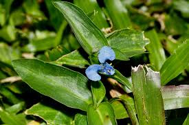 Image result for Commelina bracteosa