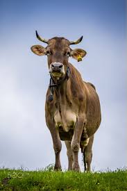 Bavarian Cow Germany In 2020 Cow Cow Photography Happy Cow