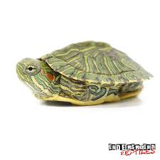 Baby Rio Grande Red Ear Slider Turtles For Sale Underground Reptiles In 2020 Slider Turtle Red Eared Slider Turtle Red Ear Turtle
